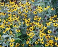 rudbeckia fulgida 8-10.jpg